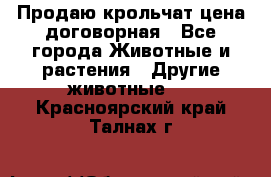 Продаю крольчат цена договорная - Все города Животные и растения » Другие животные   . Красноярский край,Талнах г.